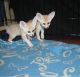 Fennec Fox Animals for sale in Phoenix, AZ, USA. price: NA