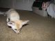 Fennec Fox Animals for sale in Houston, TX, USA. price: $500