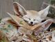 Fennec Fox Animals for sale in Pasadena, TX, USA. price: NA