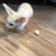 Fennec Fox Animals for sale in Iron Station Rd, Dallas, NC 28034, USA. price: NA
