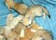 Fennec Fox Animals for sale in Ashburnham, MA, USA. price: NA