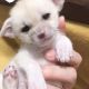 Fennec Fox Animals for sale in Metairie-Hammond Hwy, Metairie, LA, USA. price: NA