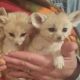 Fennec Fox Animals for sale in Iron Station Rd, Dallas, NC 28034, USA. price: $1,200