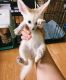 Fennec Fox Animals for sale in Phoenix, AZ, USA. price: NA