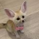 Fennec Fox Animals for sale in Iron Station Rd, Dallas, NC 28034, USA. price: NA