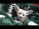 Fennec Fox Animals for sale in Los Angeles County, CA, USA. price: NA