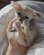 Fennec Fox Animals for sale in 120 Steeler Dr, Las Vegas, NV 89145, USA. price: NA