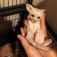 Fennec Fox Animals for sale in 1142 1/2 S Oxford Ave, Los Angeles, CA 90006, USA. price: NA