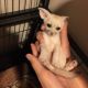 Fennec Fox Animals for sale in TN-1, Knoxville, TN, USA. price: NA