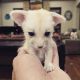 Fennec Fox Animals for sale in TN-1, Knoxville, TN, USA. price: NA
