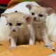 Fennec Fox Animals for sale in Femme Osage, MO 63332, USA. price: NA
