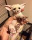 Fennec Fox Animals for sale in 2669 Main St, Weirton, WV 26062, USA. price: NA