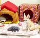 Fennec Fox Animals for sale in San Diego, CA, USA. price: $800