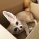 Fennec Fox Animals for sale in San Antonio, TX, USA. price: $750