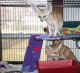 Fennec Fox Animals for sale in Los Angeles, CA, USA. price: $850