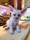 Fennec Fox Animals for sale in Mountain View, CA, USA. price: $1,000