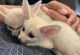 Fennec Fox Animals for sale in Montreat, NC, USA. price: NA