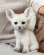 Fennec Fox Animals for sale in TX-8 Beltway, Houston, TX, USA. price: $1,200