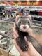 Fernandina Galapagos Mouse Rodents for sale in Roseville, CA, USA. price: NA
