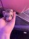 Ferret Animals for sale in Norcross, GA, USA. price: NA
