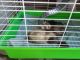 Ferret Animals for sale in 61445 SE 27th St, Bend, OR 97702, USA. price: NA