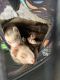 Ferret Animals for sale in Dayton, OH, USA. price: NA