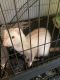 Ferret Animals for sale in Queensbury, NY, USA. price: NA