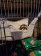 Ferret Animals for sale in Euclid, OH, USA. price: NA