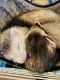 Ferret Animals for sale in Parma, OH, USA. price: NA