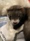 Ferret Animals for sale in Pataskala, OH, USA. price: NA
