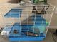Ferret Animals for sale in Knoxville, TN 37932, USA. price: $300