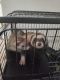 Ferret Animals for sale in Troy, IL, USA. price: NA