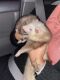 Ferret Animals for sale in Meriden, CT 06451, USA. price: $375