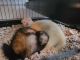 Ferret Animals for sale in Fort Worth, TX, USA. price: $400