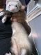 Ferret Animals for sale in Rochester, NY, USA. price: NA