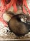 Ferret Animals for sale in Scranton, PA, USA. price: NA