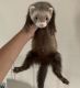 Ferret Animals for sale in Kissimmee, FL, USA. price: NA