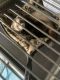 Ferret Animals for sale in Bloomfield, NJ, USA. price: NA