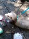 Ferret Animals for sale in Tallahassee, FL, USA. price: NA