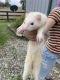 Ferret Animals for sale in Paris, KY 40361, USA. price: NA