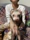 Ferret Animals for sale in Henderson, NV 89011, USA. price: NA