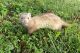 Ferret Animals for sale in St Croix Falls, WI 54024, USA. price: NA