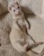 Ferret Animals for sale in Mesa, AZ, USA. price: NA