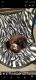 Ferret Animals for sale in Wyoming, MI, USA. price: NA