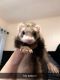 Ferret Animals for sale in Los Angeles, CA 90001, USA. price: NA