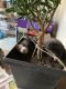 Ferret Animals for sale in Coudersport, PA 16915, USA. price: NA