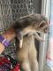 Ferret Animals for sale in Catlettsburg, KY 41129, USA. price: NA