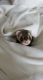 Ferret Animals for sale in Stevensville, MI 49127, USA. price: NA