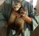 Ferret Animals for sale in Grosse Pointe Woods, MI 48236, USA. price: $450