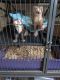 Ferret Animals for sale in 2225 Arbutus St, Eureka, CA 95503, USA. price: NA